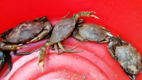 Fresh mud crab close up Stock Footage 195437667