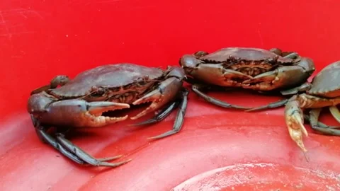Fresh mud crab close up Stock Footage 195438558