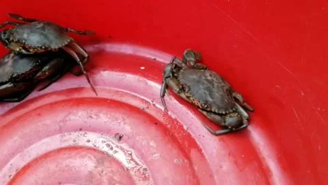 Fresh mud crab close up Stock Footage 195451089