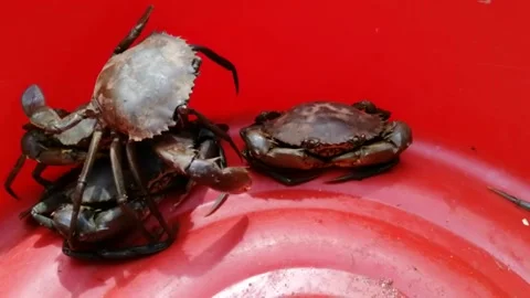 Fresh mud crab close up Stock Footage 195451896