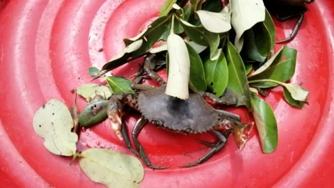 Fresh mud crab with leaf background in the basin. Stock Footage 195164677