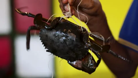 Fresh mud crab tied with string held by fisherman hand 库存影片 324959255