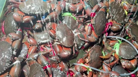 Fresh Mud Crabs Tied with String at a Thailand Seafood Market Stock Footage 334984777