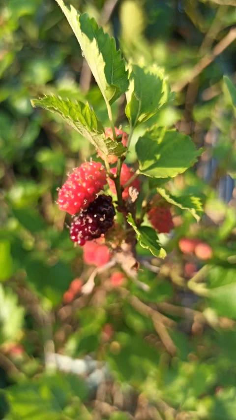 Fresh Mulberries on the Branch Stock Footage 318544286