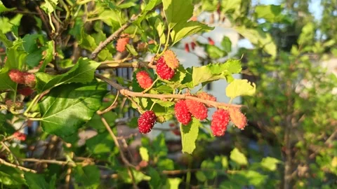 Fresh Mulberries on the Branch Stock-Footage 318544287