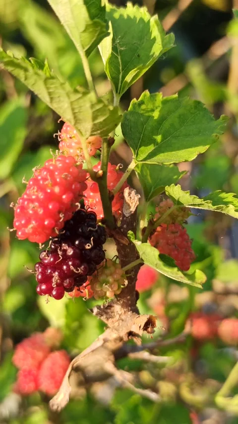 Fresh Mulberries on the Branch Stock-Footage 318544325