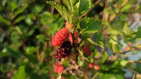 Fresh Mulberries on the Branch Stock-Footage 318544326