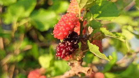 Fresh Mulberries on the Branch Stock-Footage 318544339
