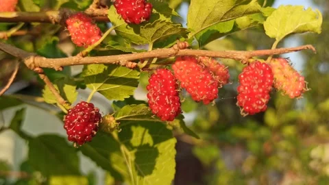 Fresh Mulberries on the Branch Stock-Footage 318544355