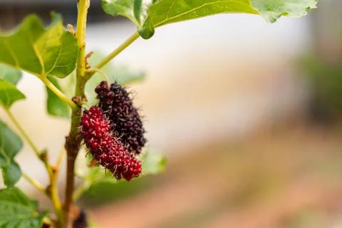 Fresh mulberry hanging on branch,  close-up Stock Photos