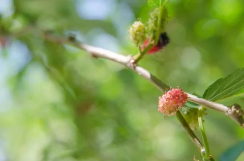 Fresh mulberry Stock Photos
