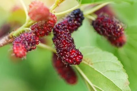 Fresh mulberry on tree / Ripe red mulberries fruit on branch and green leaf i Stock Photos