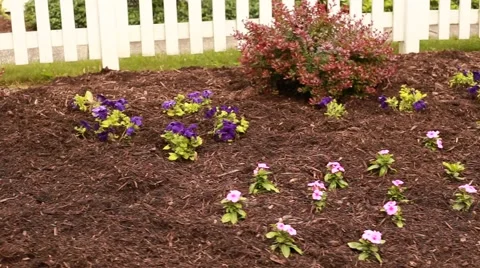 Fresh Mulch with flowers Stock Footage 64008700