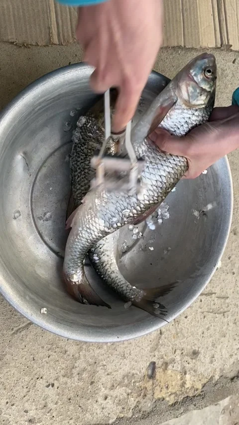 Fresh Mullet Fish for cooking Stock Footage 138098044