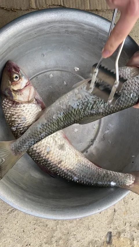 Fresh Mullet Fish for cooking Stock Footage 138098062