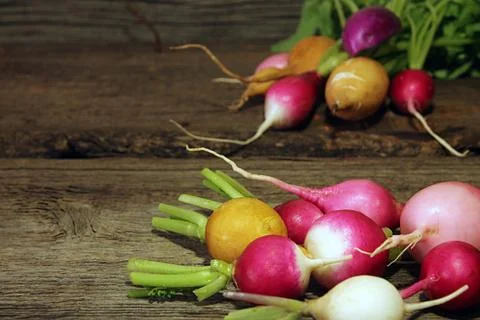 Fresh  multi-coloured radish Stock Photos