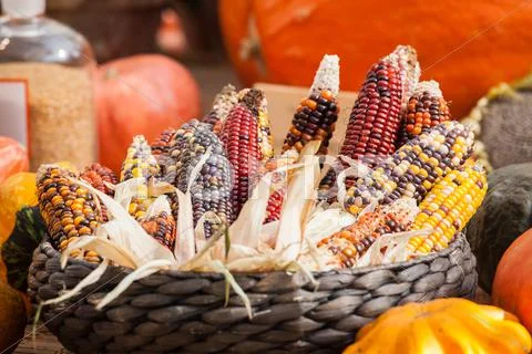 Fresh multicolored corn vegetable Stock Photos