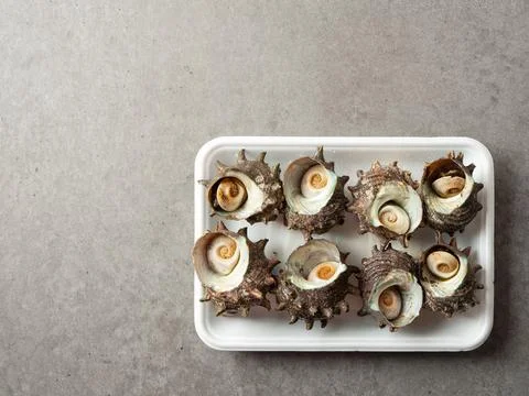 Fresh murex in packaging container Stock Photos