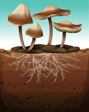 Fresh mushroom with roots underground Stock Illustration