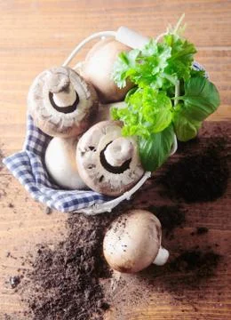 Fresh mushrooms with basil Stock Photos