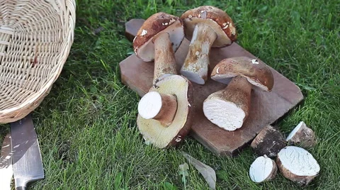 Fresh Mushrooms Video stock 68104704