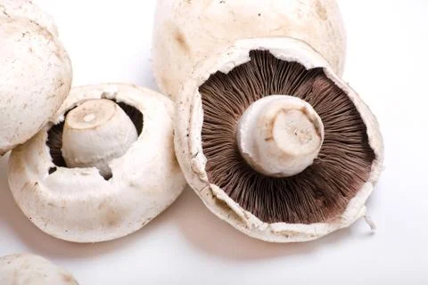 Fresh mushrooms Stock Photos