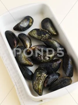Fresh mussels in a dish Stock Photos