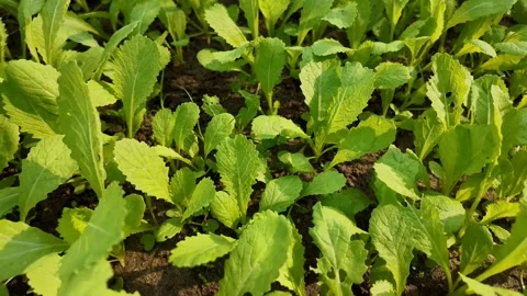 Fresh Mustard Seedlings in Soil Stock Footage 288684138