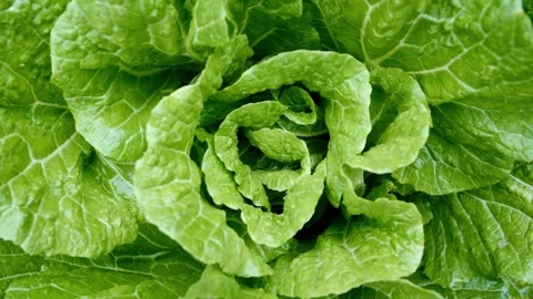 Fresh Napa Cabbage Stock Footage 339272855