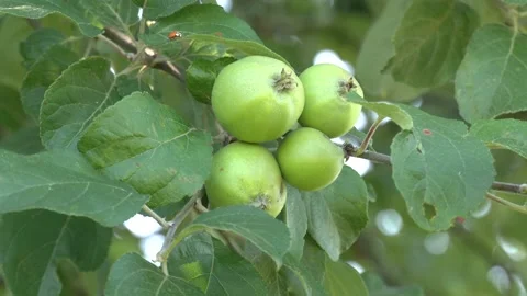 Fresh natural apple on a tree branch in sunlight Video stock 182080452