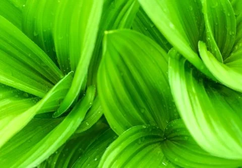 Fresh nature background Stock Photos