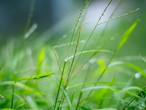 Fresh nature Close up Grass leaf with water dew drop after rain. 스톡 사진