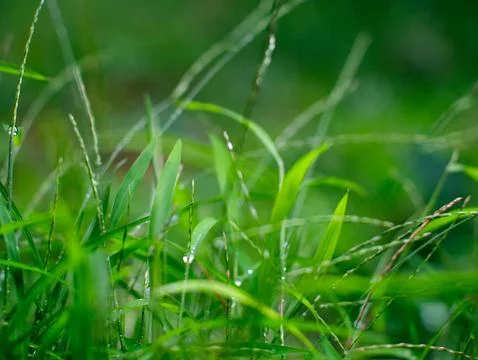 Fresh nature Close up Grass leaf with water dew drop after rain. 스톡 사진