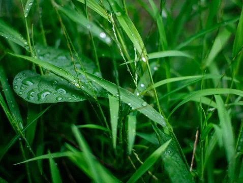 Fresh nature Close up Grass leaf with water dew drop after rain. Foto stock