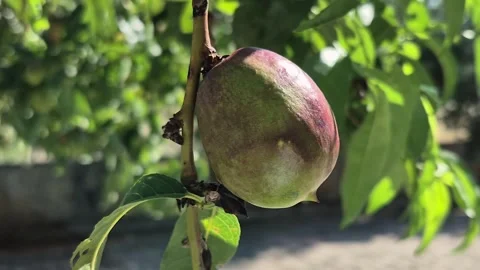 Fresh Nectarine Fruit Growing on a Tree Branch in Sunny Summer Garden 動画素材 336536541
