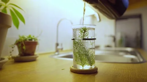 Fresh Needle Foliage Of Pine Tree In A Glass Being Poured With Hot Water. Stock Footage 169287304