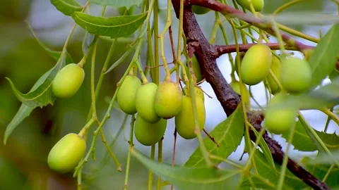 Fresh Neem fruit on tree with leaf on nature background, A leaves of neem t.. Stock Footage 287450985