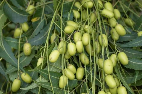 Fresh Neem fruit on tree with leaf on nature background, A leaves of neem t.. Stock Photos