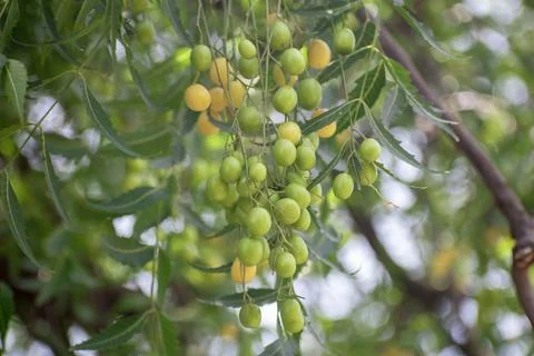 Fresh Neem fruit on tree with leaf on nature background, A leaves of neem t.. Stock-Fotos