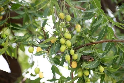 Fresh Neem fruit on tree with leaf on nature background, A leaves of neem t.. Foto stock