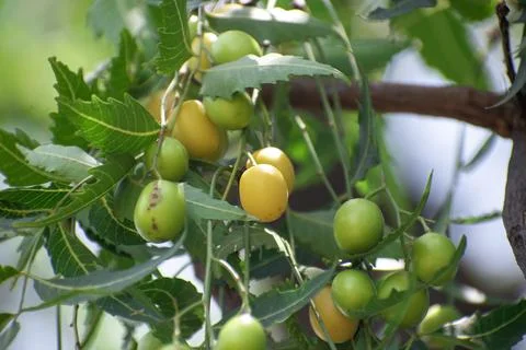 Fresh Neem fruit on tree with leaf on nature background, A leaves of neem t.. Stock Photos