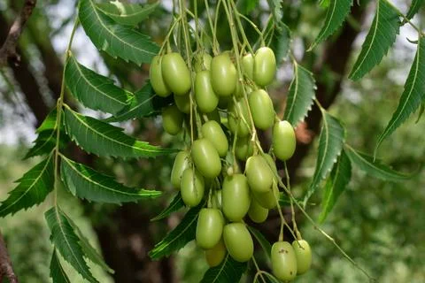 Fresh Neem fruit on tree with leaf on nature background, A leaves of neem t.. Foto stock