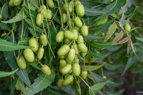 Fresh Neem fruit on tree with leaf on nature background, A leaves of neem t.. Stock Photos