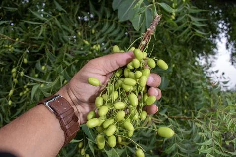 Fresh Neem fruit on tree with leaf on nature background, A leaves of neem t.. Stock Photos