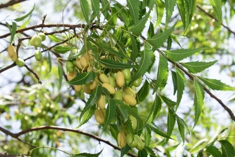 Fresh Neem fruit on tree with leaf on nature background, A leaves of neem t.. Stock Photos