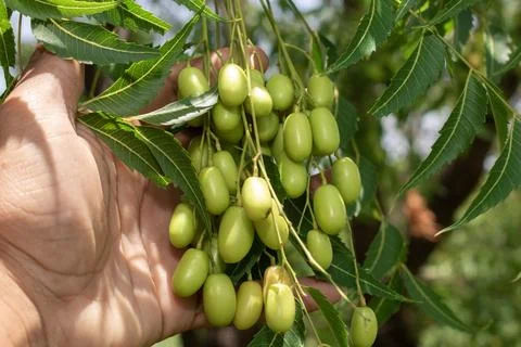 Fresh Neem fruit on tree with leaf on nature background, A leaves of neem t.. Foto stock