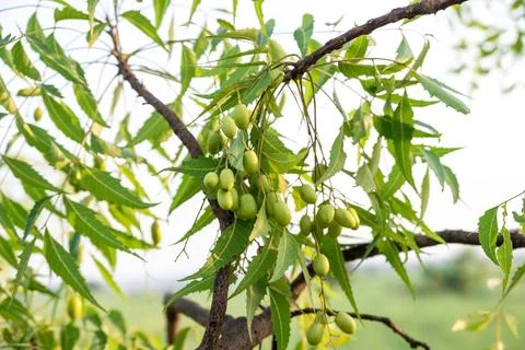 Fresh Neem fruit on tree with leaf on nature background, A leaves of neem t.. Stock Photos