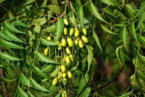 Fresh Neem fruit on tree with leaf on nature background, A leaves of neem t.. Stock Photos