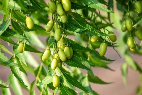 Fresh Neem fruit on tree with leaf on nature background, A leaves of neem t.. Foto stock