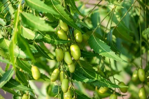 Fresh Neem fruit on tree with leaf on nature background, A leaves of neem t.. Stock Photos